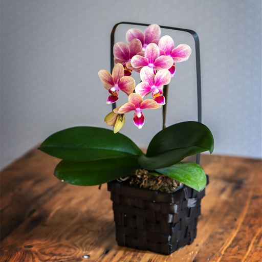 母の日 ミディ胡蝶蘭和風仕立て セシール Cecile