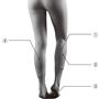 (1)ヒラメ筋・下腿を支え、底屈運動にも関わる筋肉<br>(2)後脛骨筋・足関節の底屈、内反を行う筋肉<br>(3)足底筋・土踏まずのアーチを保持する筋肉<br>(4)腓腹筋・足にかかった全体重を動かす筋肉 <br>※イメージ