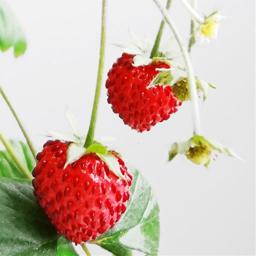 ペットボトル水耕栽培用種子 3種セット プチトマト 四季なりイチゴ 枝豆 セシール Cecile