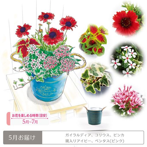 頒布 プランツコーディネートコース 鉢あり セシール Cecile 頒布 プランツコーディネートコース 鉢あり セシール Cecile