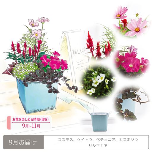 頒布 プランツコーディネートコース 鉢あり セシール Cecile 頒布 プランツコーディネートコース 鉢あり セシール Cecile