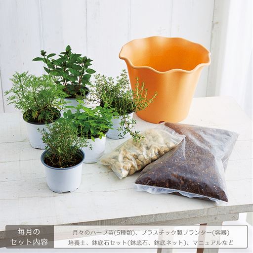 頒布 ハーブとふれ合うコース 鉢あり セシール Cecile