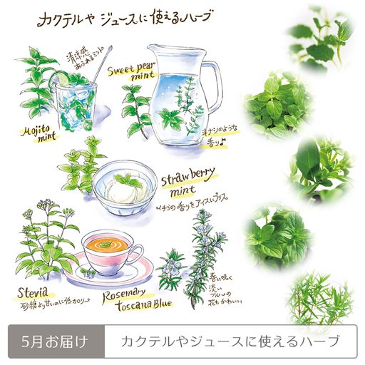 頒布 ハーブとふれ合うコース 鉢あり セシール Cecile 頒布 ハーブとふれ合うコース 鉢あり セシール Cecile