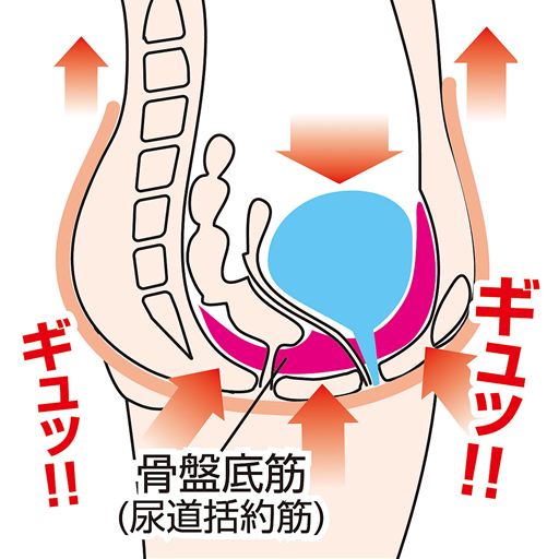 <骨盤底筋肉(外尿道括約筋)が悩みのカギ><br>重要な役割をしている尿道筋は、意識して動かしにくく、刺激しにくい部位です。<br>※イメージ