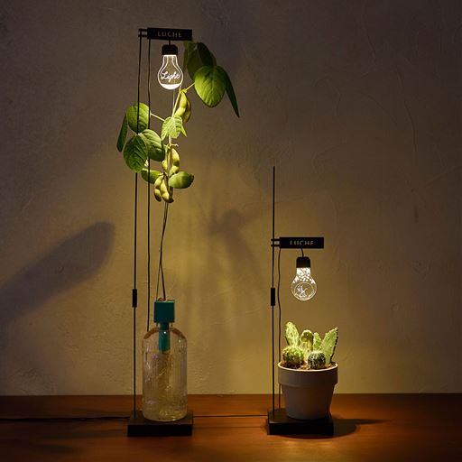 ペットボトル水耕栽培用種子 3種セット プチトマト 四季なりイチゴ 枝豆 セシール Cecile