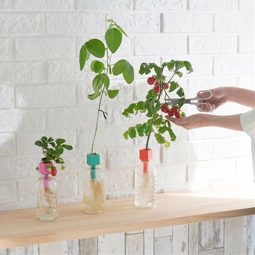 ペットボトル水耕栽培用種子 3種セット プチトマト 四季なりイチゴ 枝豆 セシール Cecile