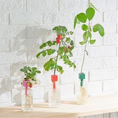 ペットボトル水耕栽培用種子 3種セット プチトマト 四季なりイチゴ 枝豆 口コミ