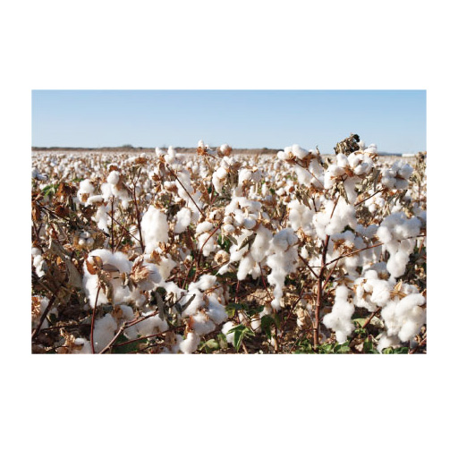 アメリカ・ニューメキシコ州のアルバレス農場で有機農法により栽培されているスーピマオーガニックコットンを使用。しなやかな強度がありながら、ふんわりとやわらかく吸水性と速乾性に優れているのが特長です。