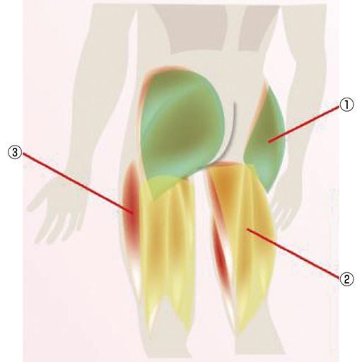 歩行に重量な「下半身の大きな筋肉」にアプローチ<br>(1)大臀筋・中臀筋…骨盤を安定させる、股関節を左右に動かす(歩く・走る)<br>(2)大腿二頭筋…膝・股関節を動かす。(立ち上がる・立ち止まる)<br>(3)大腿直筋・外側 広筋・内転筋…脚を動かす大きな原動力。全身の筋肉で最も大きい。(階段をのぼる・自転車をこぐ・しゃがむ)<br>●これらの「大きい筋肉」は年齢とともに衰えやすいと言われています。<br>※イメージ