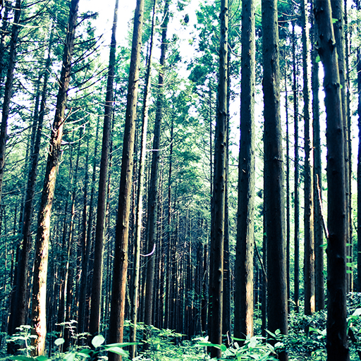 地球の環境にもやさしい、国産ひのき間伐材を使用しています。