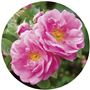 ダマスクローズの優雅な香り♪<br>バラの中でもとくに薫り高いことで知られる「ダマスクローズ(ダマスクバラ花油)」を採用。<br>お手入れしながら香りもお楽しみいただけます。