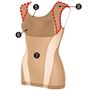 (5)広めの衿ぐりでアウターから見えにくい。(6)バストがつぶれにくい立体パターン。(7)裏当てでぽっこりおなかもシェイプ。(8)サイドから背中へと続くたすき状のパワーネットが肩を開き姿勢を整える。