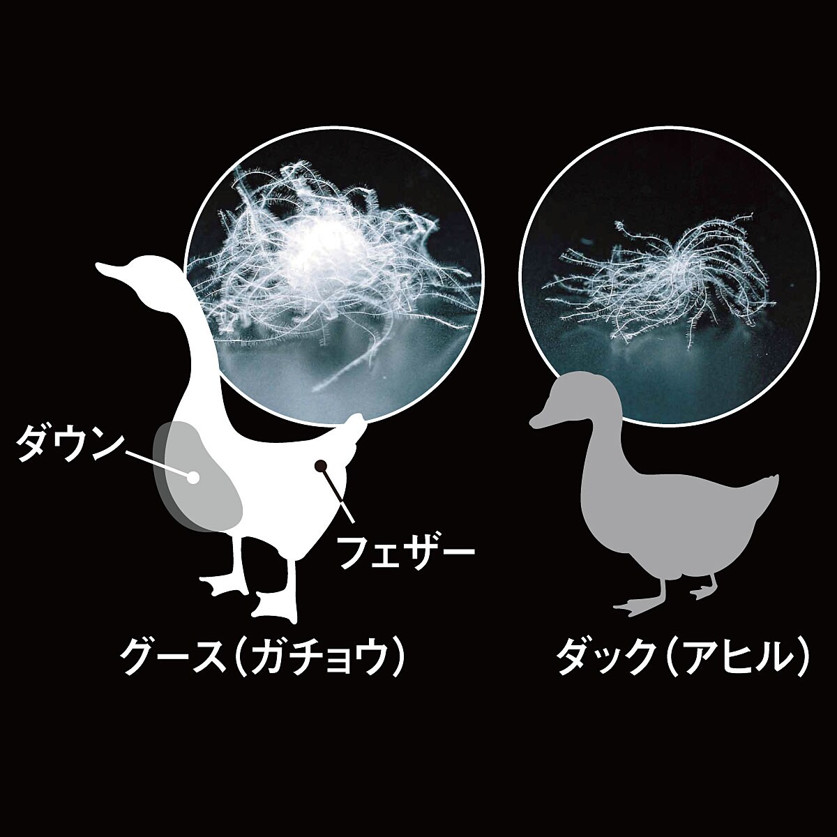 羽毛掛け布団 プレミアムゴールドラベル 中央部2層式キルト 収納袋付き 寝具の通販ならセシール Cecile