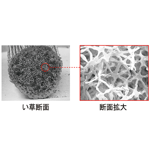 い草の断面は多孔質構造だから、室内の余分な湿気を溜めたり、乾燥時には放湿する天然のエアコン作用があります。