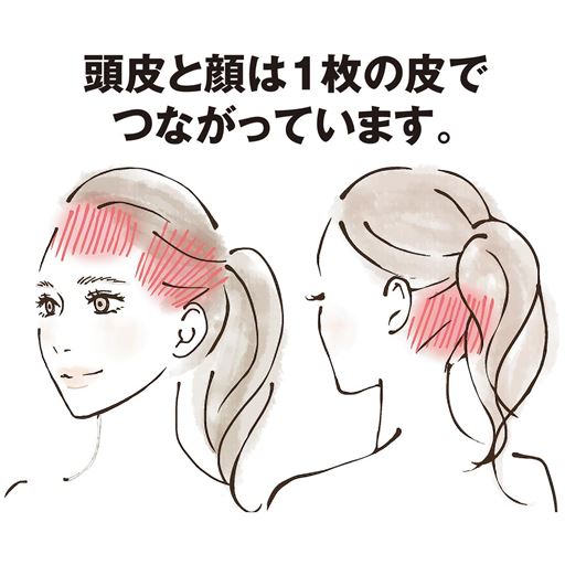 頭皮と顔は1枚の皮でつながっています。 <br>※イメージ