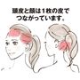 頭皮と顔は1枚の皮でつながっています。 <br>※イメージ