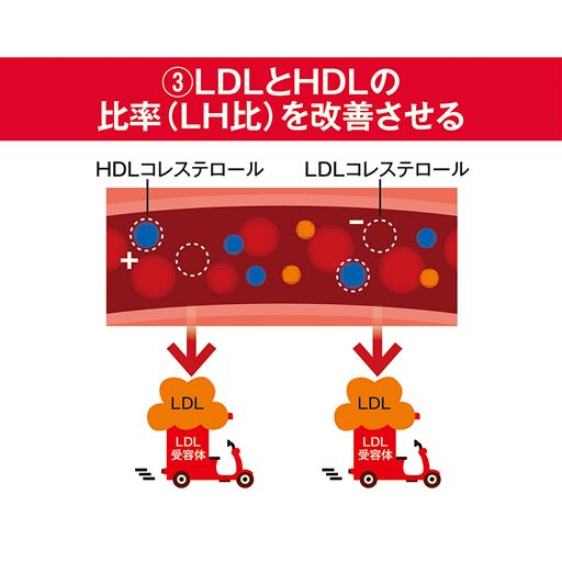 血中のLDLコレステロールが減少し、HDLコレステロールが増加することによって、LDLコレステロールとHDLコレステロールの比率(LH比)も改善します。