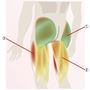 歩行に重要な「下半身の大きな筋肉」にアプローチ<br>(1)大臀筋・中臀筋…骨盤を安定させる、股関節を左右に動かす(歩く・走る)<br>(2)大腿二頭筋…膝・股関節を動かす。(立ち上がる・立ち止まる)<br>(3)大腿直筋・外側 広筋・内転筋…脚を動かす大きな原動力。全身の筋肉で最も大きい。(階段をのぼる・自転車をこぐ・しゃがむ)<br>●これらの「大きい筋肉」は年齢とともに衰えやすいと言われています。<br>※イメージ