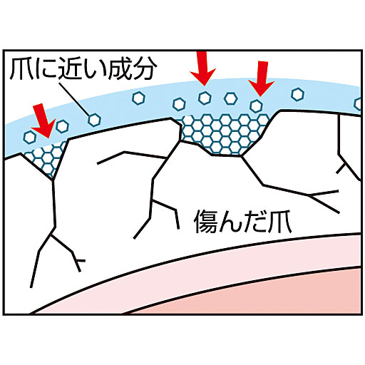 爪の組織に近い成分が爪を保護(※コーティング効果による)<br>※イメージ
