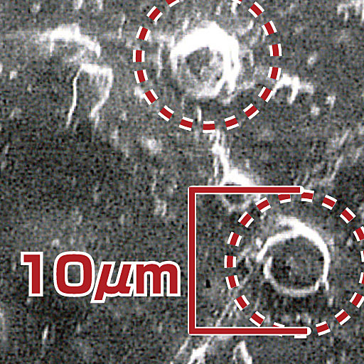 直径10マイクロメートルのカプセルに包まれたセラミドをブラシ部に配合しました ※イメージ