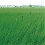 約500年前の栽培記録が残る熊本県八代市。今も日本の約9割のい草が生産されています。 ※写真はイメージです。