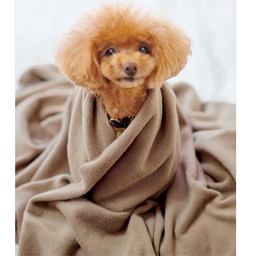 わんこみたいなもふもふ裏シャギー♪<br>※この写真は商品の生地を裏がえした状態でわんこに羽織ってもらっています。