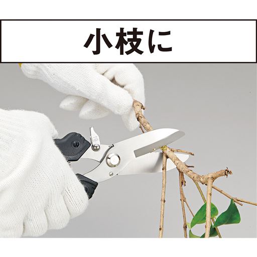 小枝に