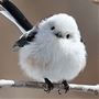 雪の妖精とも呼ばれる、真っ白でふわふわの可愛らしい小鳥「シマエナガ」は北海道に生息しているよ♪