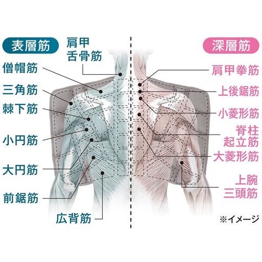 48個配置で肩甲骨周りの筋肉をカバー 肩甲骨周りの14個の筋肉すべてにアプローチできるように、位置・大きさ・形にこだわり設計。48個の点が体を受け止めて背中にかかる力を分散します。