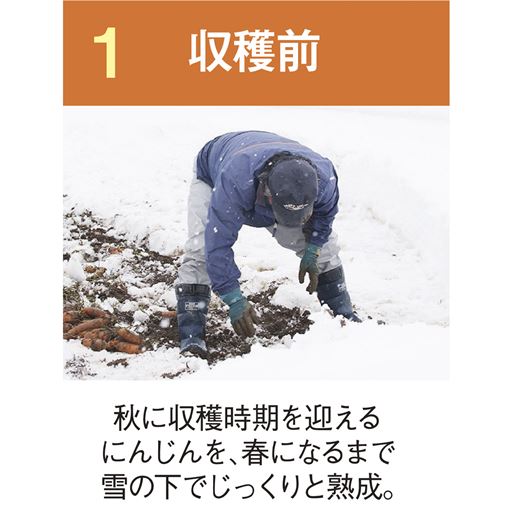 収穫前
