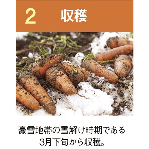 収穫