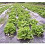 野菜もトマトも無農薬でも虫も喰わず、土も活性化されて大きく甘く育っています。
