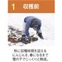 収穫前