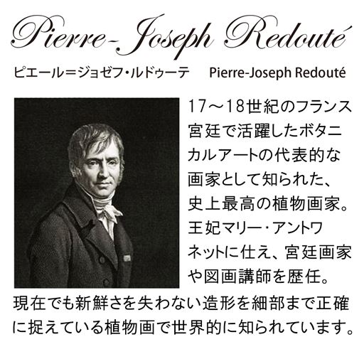ピエール=ジョゼフ・ルドゥーテは、17～18世紀のフランス宮廷で活躍したボタニカルアートの代表的な植物画家です。