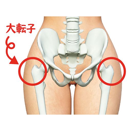 気になる大転子の張り出しをサポート!