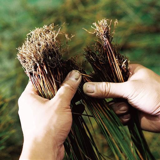 い草は限られた畑で一年に一度しか収穫できない貴重な天然素材。植え付けに適した苗を一つひとつ手作業で選別しています。