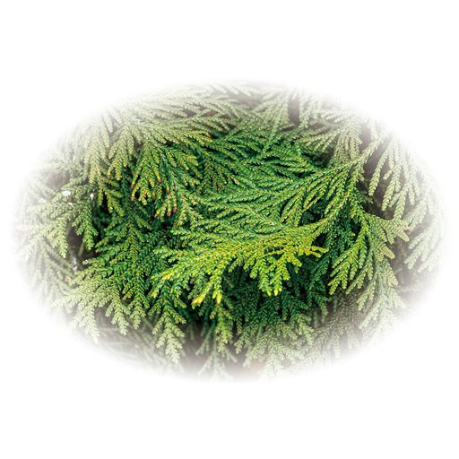 天然由来成分ヒバ油使用