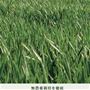無農薬栽培を徹底