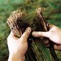 い草は限られた畑で一年に一度しか収穫できない貴重な天然素材。植え付けに適した苗を一つひとつ手作業で選別しています。