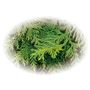 天然由来成分ヒバ油使用