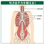 負荷をかけることで息を吐く時に重要な呼吸筋(咽頭収縮筋・内肋間筋・腹横筋)が鍛えられ、誤嚥防止に繋がります。パワーブリーズは負荷を自分で調節できるので初心者でも安心。ちょっとつらいと感じる程度が目安です。※イメージ