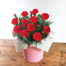 【母の日】カーネーション レッド