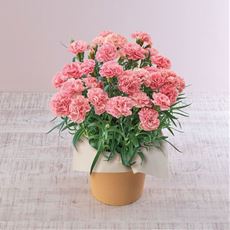 【母の日】カーネーション「ノウル」