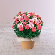 【母の日】カーネーション「さくらもなか」