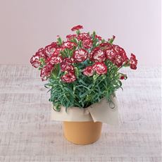 【母の日】カーネーション「リトルウィッチ」