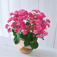 【母の日】あじさい「桜花乱舞」
