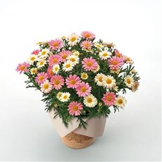 【母の日】マーガレット「いちごみるく」