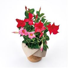 【母の日】マンデビラ2色植え