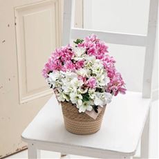 【母の日】クルメツツジ2色植え