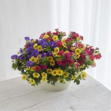 【母の日】カリブラコア3色寄せ植え